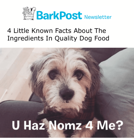 BarkPost newsletter image 5