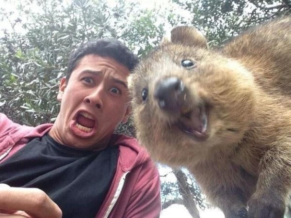 quokka selfie 600x450